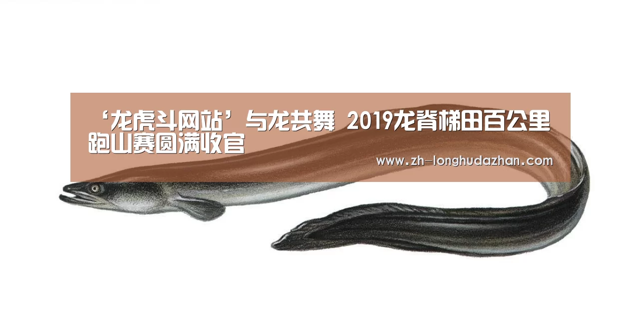 龙虎斗网站